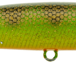 Pikee - Orange Belly Perch