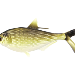 Bamf - Gold Retriver