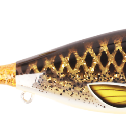 Guppie Junior - Spotted Bullhead