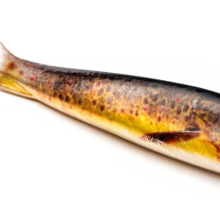 McRubber Real Series 21cm - Trout