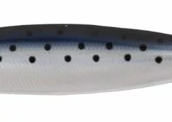 Salty - Dotted Sardine