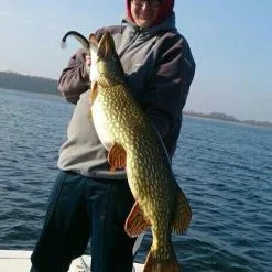 Lucy 2.0 Parrot -Havsöringsbeten Försäljning steve1 3